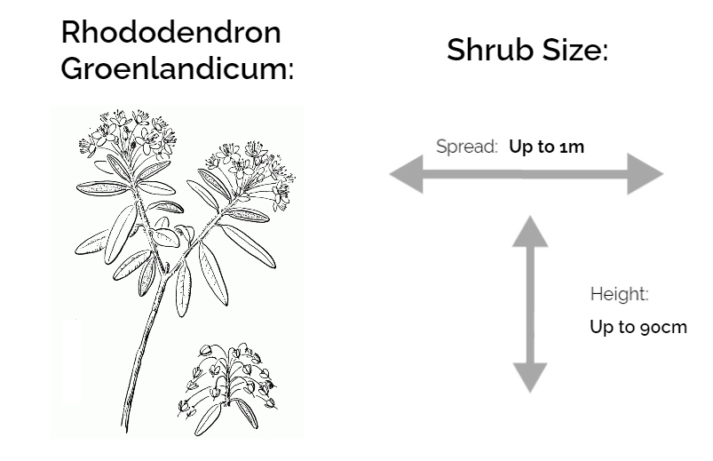 Rhododendron-Groenlandicum-Information-Chart-drawing