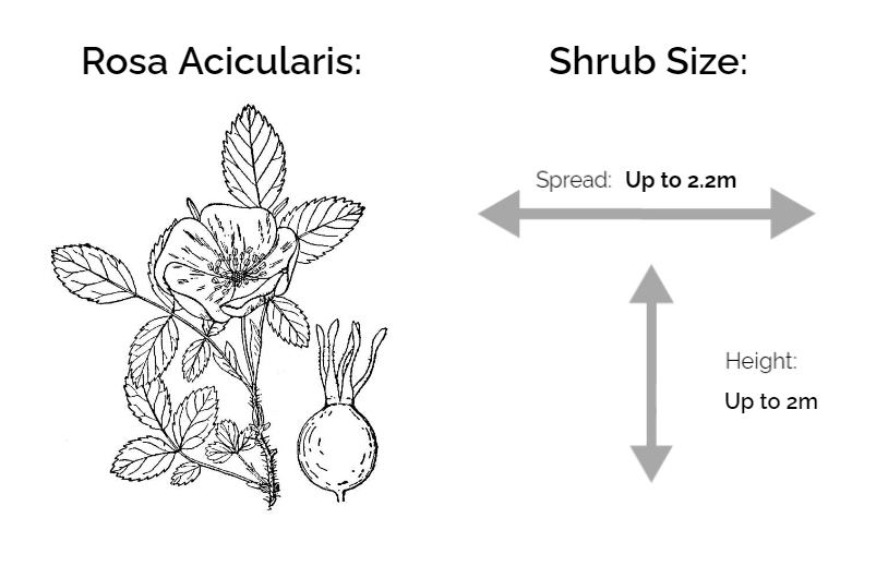 rosa acicularis information chart drawing