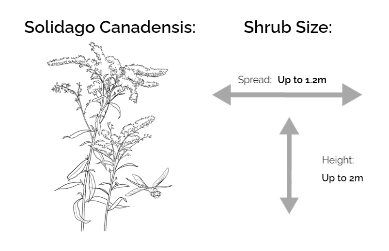 solidago canadensis information chart drawing