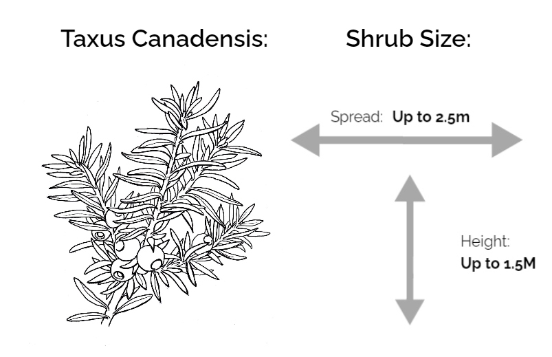 Taxus Canadensis information chart drawing