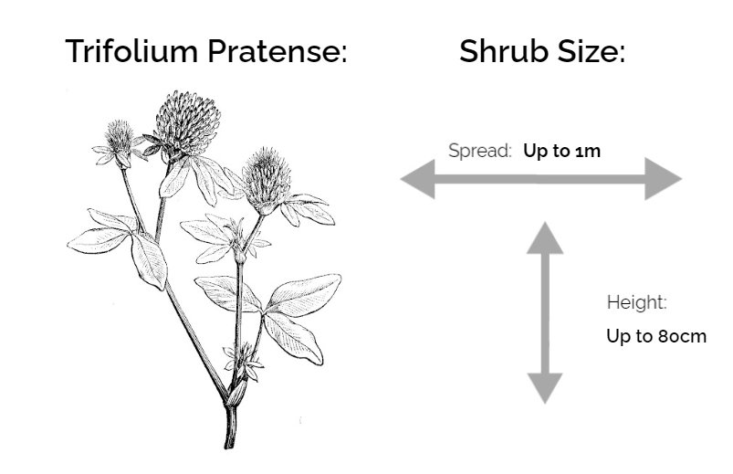 trifolium pratense information chart drawing