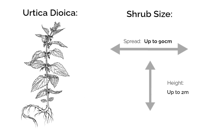 urtica dioica information chart drawing