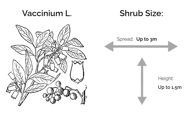 Vaccinium-L.-Information-Chart-drawing