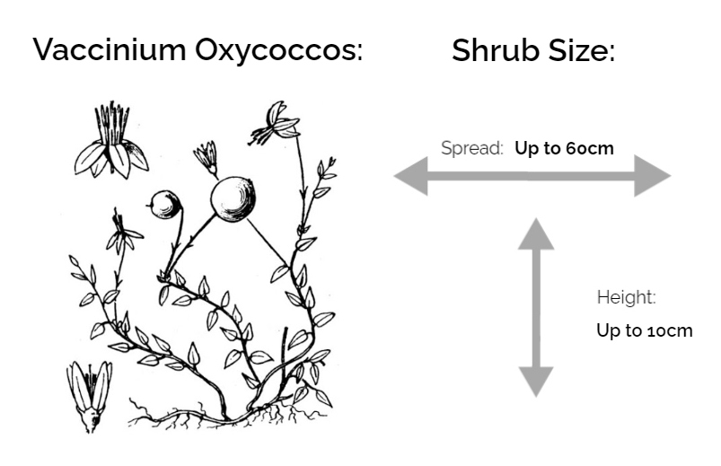 Vaccinium oxycoccos inforrmation chart drawing