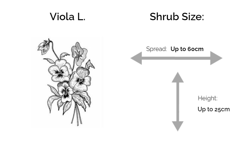 Viola L. information chart drawing