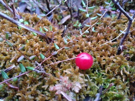 Wild Cranberry Vaccinium Oxycocos boreal forest Medicinal Plant