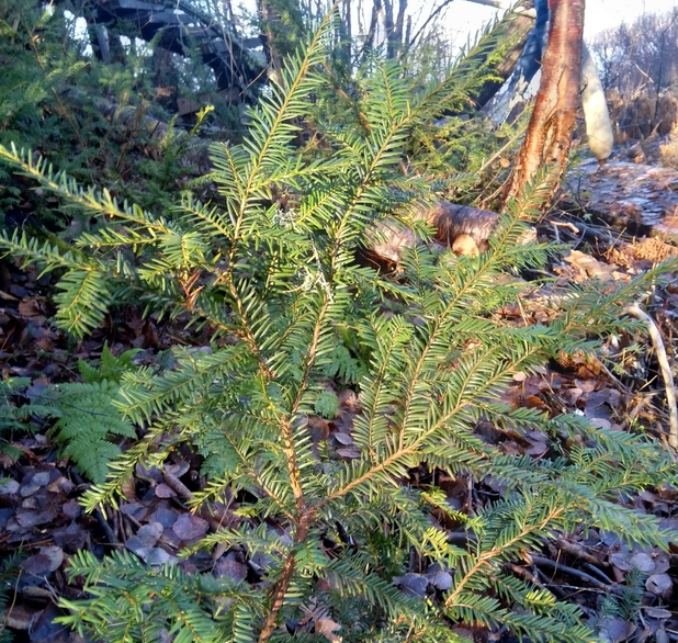 Canada yew taxus canadensis boreal forest medicinal plant