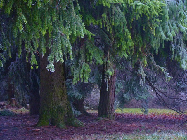 Balsam-Fir-Borea-Forest-Medicinal-Tree-2