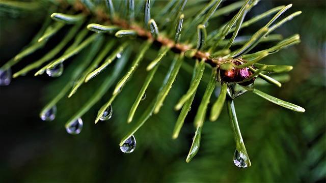 Balsam-Fir-Boreal-Forest-Medicinal-Tree-Close-up-Branch