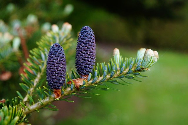 Balsam-Fir-Boreal-Forest-Medicinal-Tree-Cone