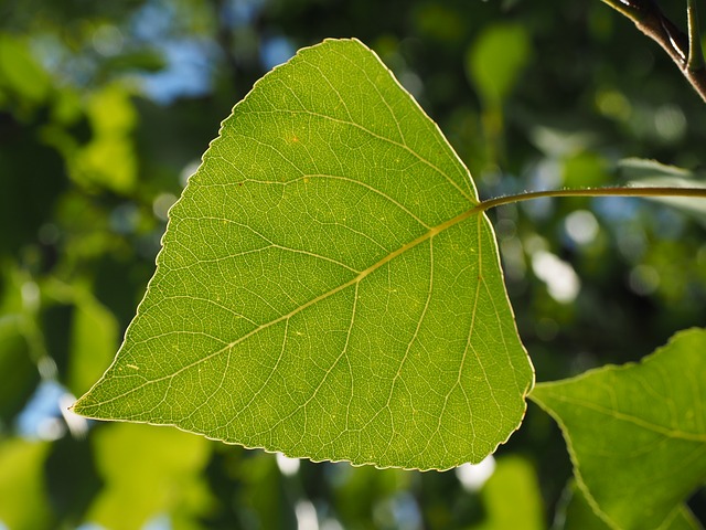 Balsam-Poplar-Populus-balsamifera-Boreal-Forest-Medicinal-Tree-Leaf