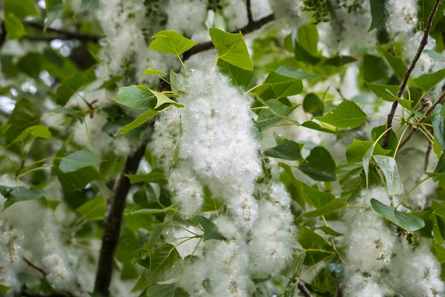 Balsam-Poplar-Populus-balsamifera-Boreal-Forest-Medicinal-Tree-Seeds