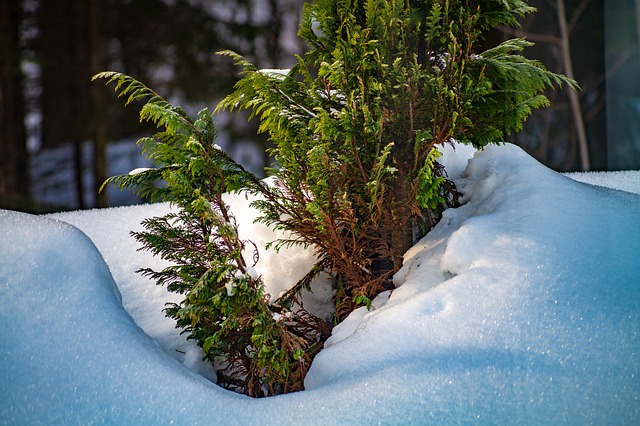 Boreal-Forest-Medicinal-Tree-Thuja-Winter