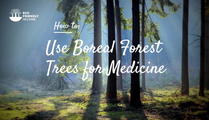 How to Use Boreal Forest Trees for Medicine