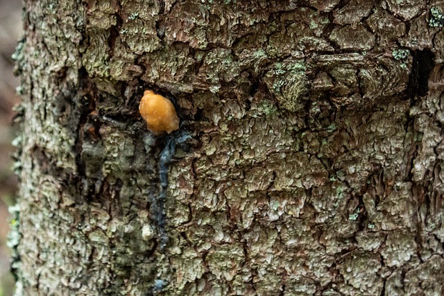 Medicinal-Tree-Spruce-Resin-Bark