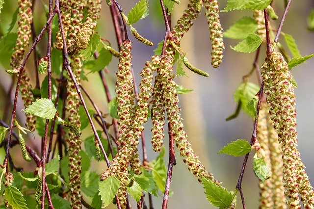 Paper-Birch-Betula-papyrifera-Boreal-Forest-Medicinal-Tree-Catkins