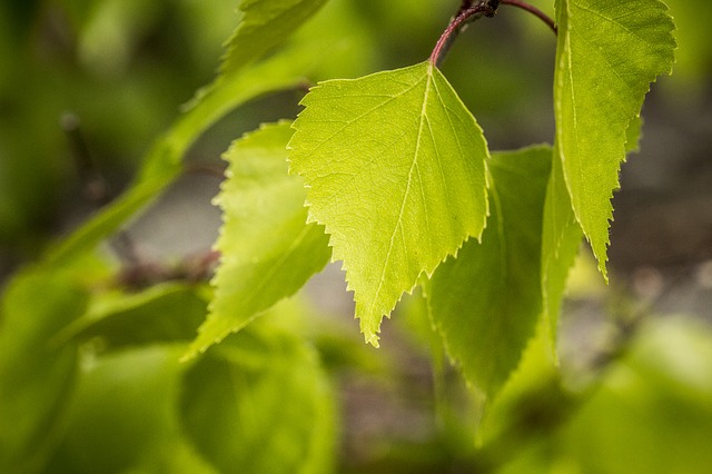 Paper-Birch-Betula-papyrifera-Boreal-Forest-Medicinal-Tree-Leaf