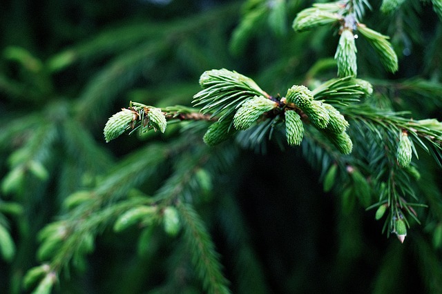 Spruce-New-Growths-Boreal-Forest-Medicinal-Tree