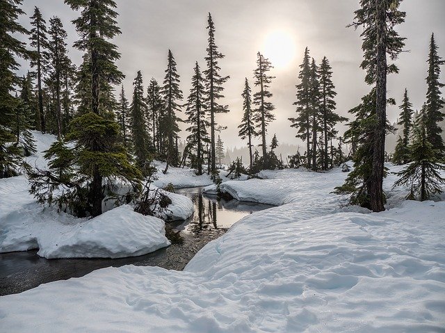 Spruce-Trees-Winter-Borel-Forest-Medicinal-Tree