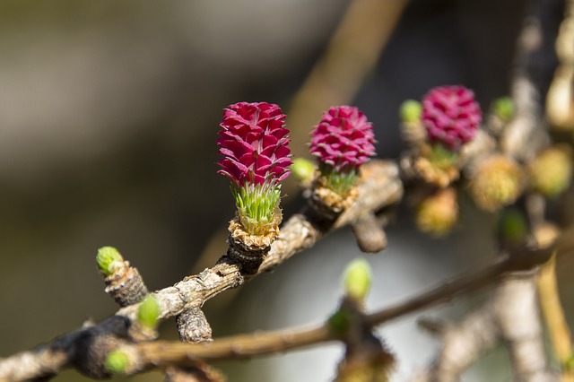 Tamarack-Larch-Larix-laricina-Boreal-Forest-Medicinal-Tree-2