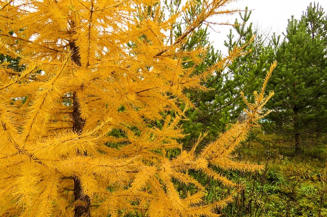 Tamarack-Larch-Larix-laricina-Boreal-Forest-Medicinal-Tree-3