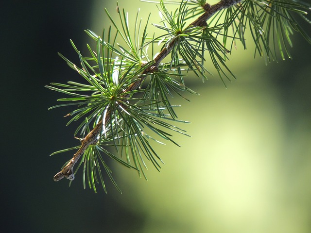 Tamarack-Larch-Larix-laricina-Boreal-Forest-Medicinal-Tree