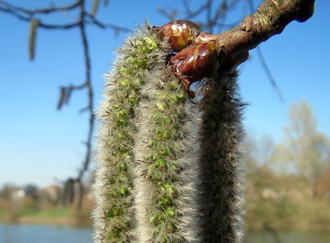 Trembling Aspen (Populus tremuloides) Boreal Forest Medicinal Tree Catkins 2