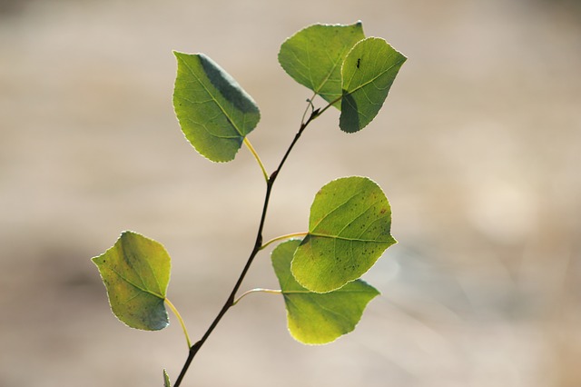 Trembling Aspen (Populus tremuloides) Boreal Forest Medicinal Tree Leaf