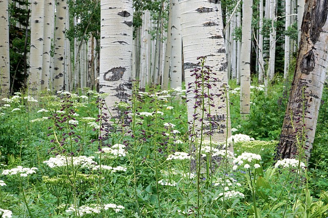 Trembling-Aspen-Populus-tremuloides-Boreal-Forest-Medicinal-Tree