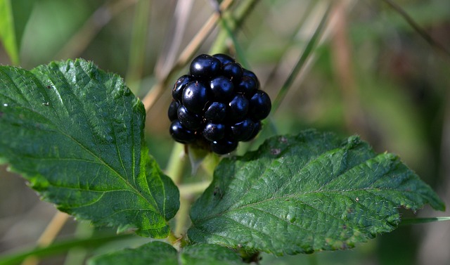 Wild-berries-Blackberry