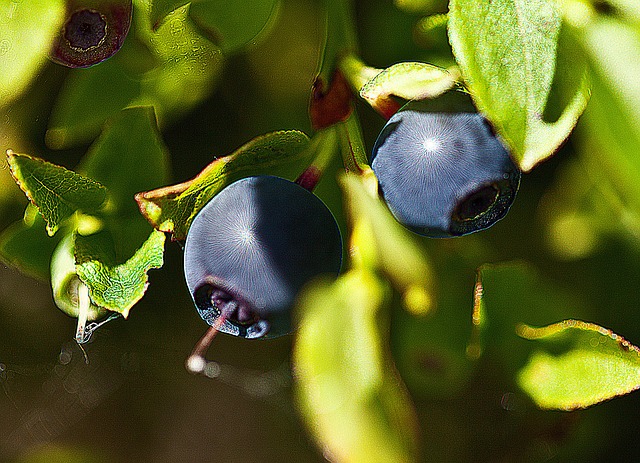 Wild-berries-Blueberry-1