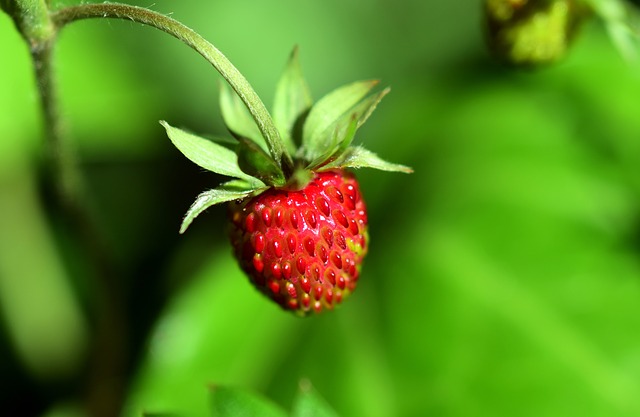 Wild-berries-Strawberry