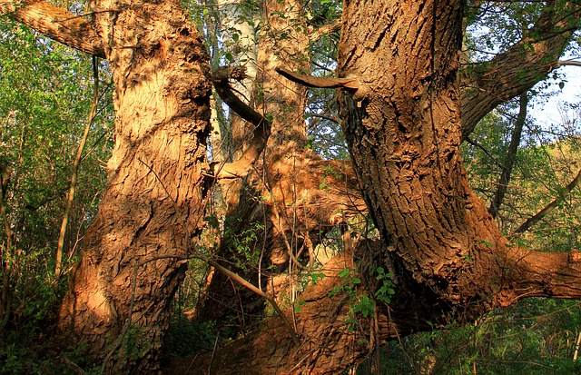 Willows-Salix-sp.-Boreal-Forest-Medicinal-Tree-bark