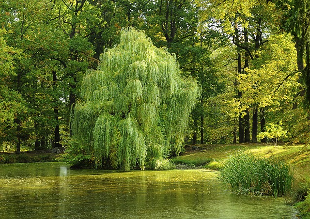 Willows-Salix-sp.-Boreal-Forest-Medicinal-Tree