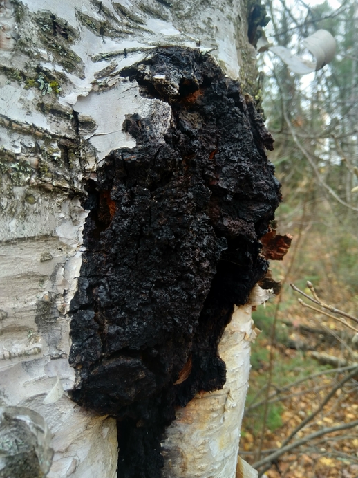 chaga-inonotus-obliquus-Birch-Tree