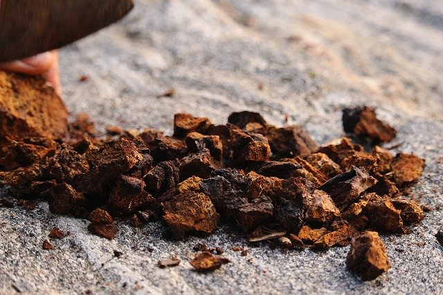 chaga inonotus obliquus chunks