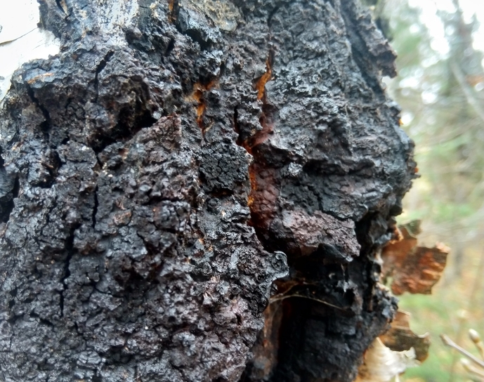 chaga inonotus obliquus closeup