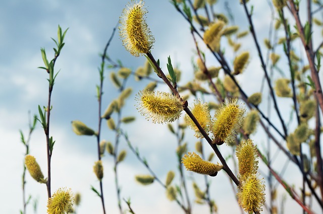 salix amygdaloides willow boreal forest medicinal tree