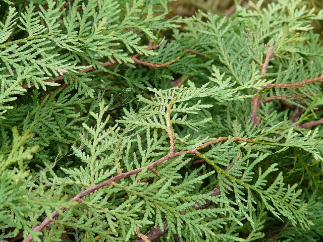 thuja-occidentalis-hardiness-zone-2-tree