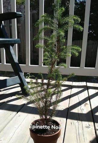 Black-Spruce-sapling