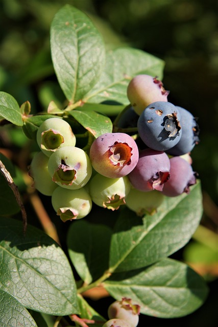 Blueberry Plant of the Boreal Forest