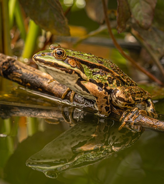 Boreal-Forest-Amphibian-Frog