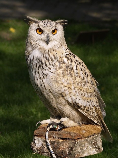 Boreal-Forest-Bird-Owl