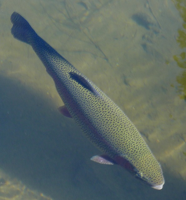 Boreal-Forest-Fish-Trout