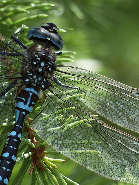 Boreal-Forest-Insect-Dragonfly