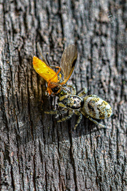 Boreal-Forest-Insect-Jumping-Spider