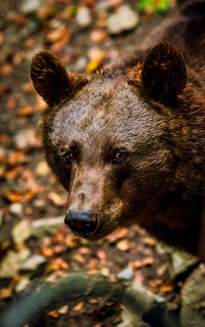 Boreal-Forest-Mammal-Bear