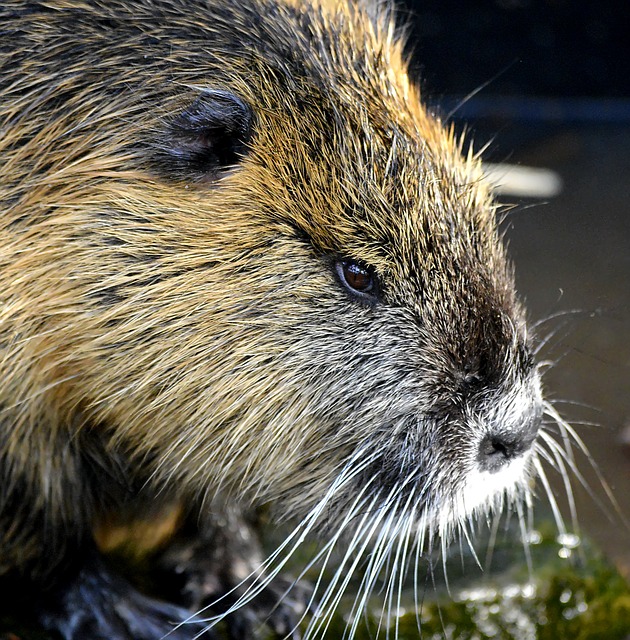 Boreal-Forest-Mammal-Beaver