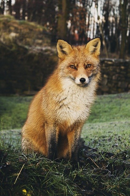 Boreal-Forest-Mammal-Fox