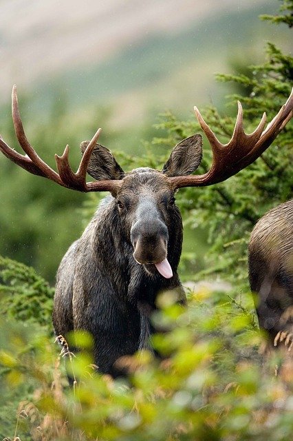 Boreal-Forest-Mammal-Moose